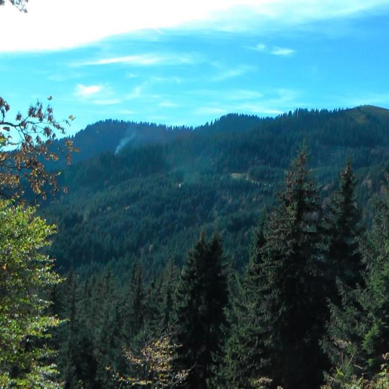 Entferntes Berpanorama von Tannen eingerahmt