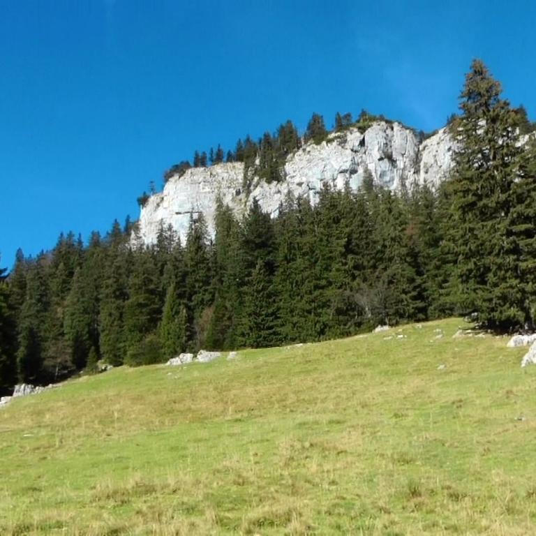 Schräg verlaufender Bergrücken mit Wiese im Vordergrung und Wald und Bergpanorama im Hintergrund