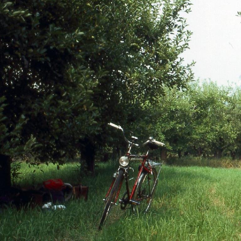 Ein rotes Fahrrad steht auf einer grünen Wiese zwischen großen Bäumen und üppigem Laubwerk.