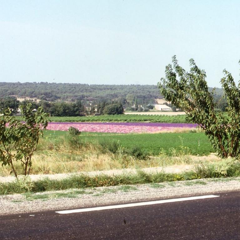 Ländliche Landschaft von einer Straße aus, die ein Feld mit rosa Blüten und einen bewaldeten Hintergrund zeigt.