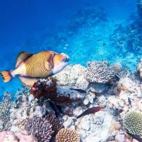 Ein goldener Fisch vor einem ausgedehnten Korallenriff in blauem Wasser.