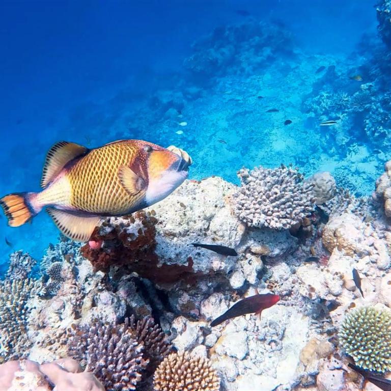 Ein goldener Fisch vor einem ausgedehnten Korallenriff in blauem Wasser.