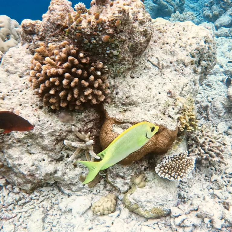 Verschiedene tropische Fische schwimmen vor einem ausgedehnten, bunten Korallenriff.
