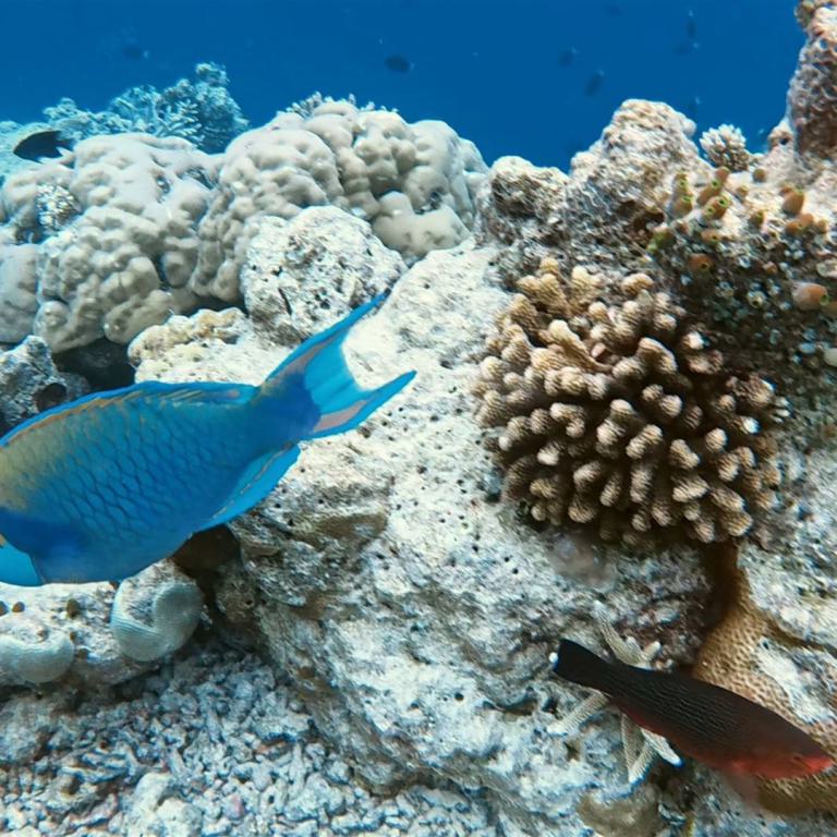 Ein blauer Fisch schwimmt inmitten einer vielfältigen Korallenriffstruktur im Meer.