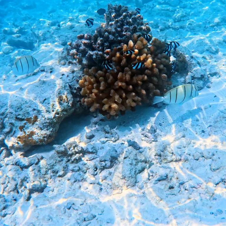 Unterwasseraufnahme, die eine Ansammlung von Korallen und Fischen auf einem hellen, sandigen Meeresboden zeigt.
