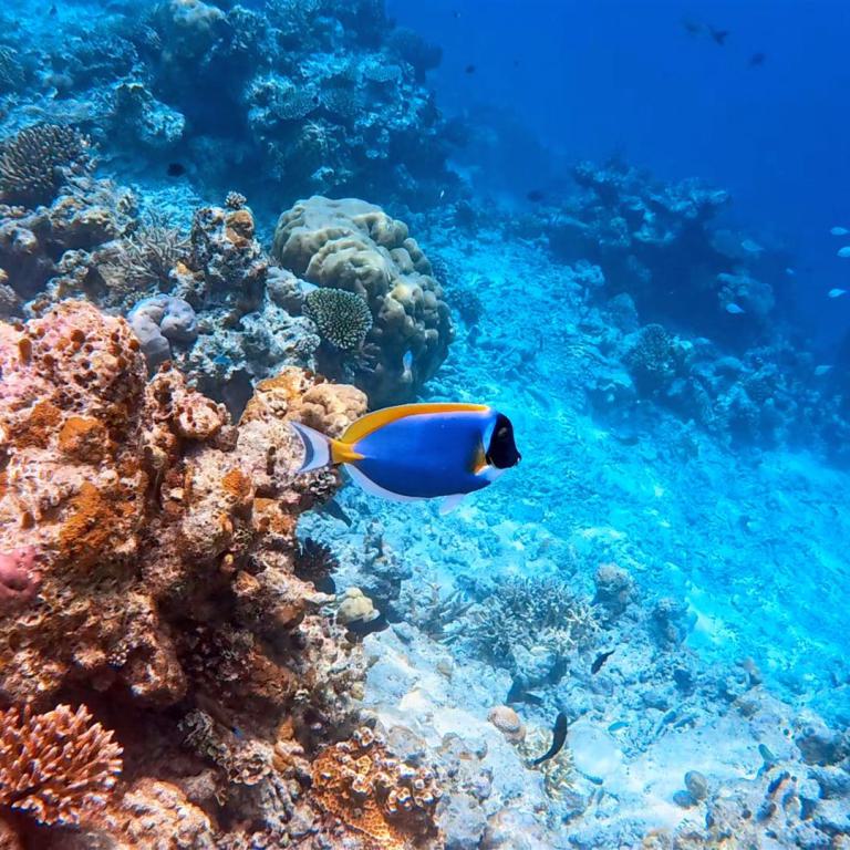 Ein buntes Korallenriff mit einem blauen Fisch in klarem tropischem Meerwasser.