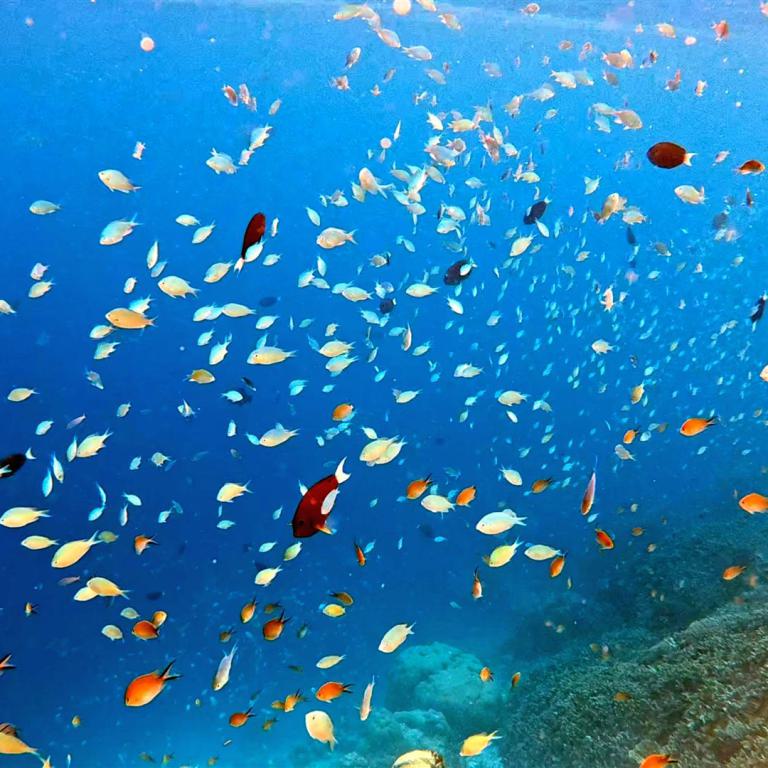 Ein großer Schwarm silbrener Fische schwimmt vor einem farbenprächtigen Korallenriff im tiefblauen Ozean.