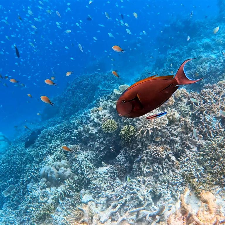 Großer Fisch über einem lebendigen Korallenriff mit zahlreichen kleinen Fischen im tiefblauen Meer.