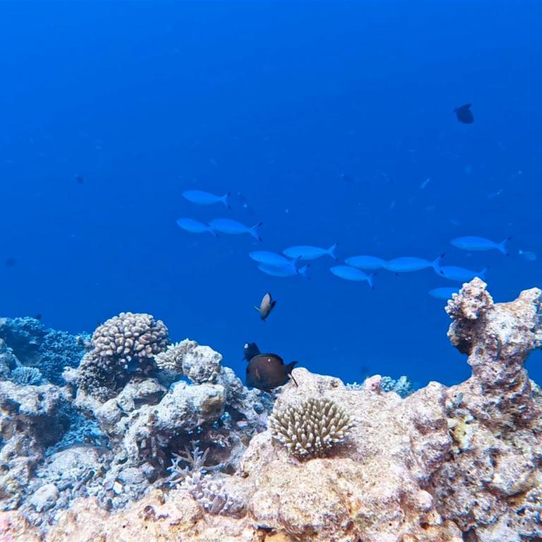 Unterwasseraufnahme eines Korallenriffs mit verschiedenen Korallenformationen und kleinen Fischen im tiefblauen Meer.