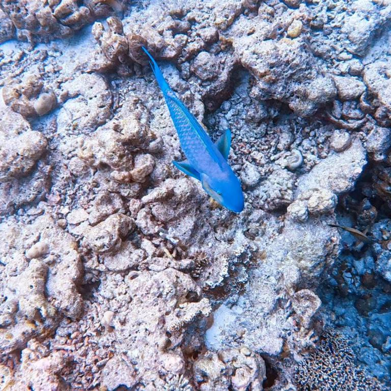 Ein leuchtend blauer Fisch schwimmt über einer ausgedehnten Korallenstruktur.