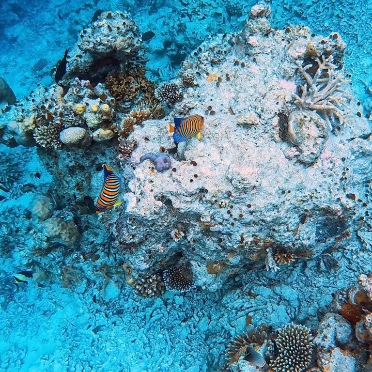 Unterwasseraufnahme eines Korallenriffs mit tropischen Fischen vor blauem Hintergrund.