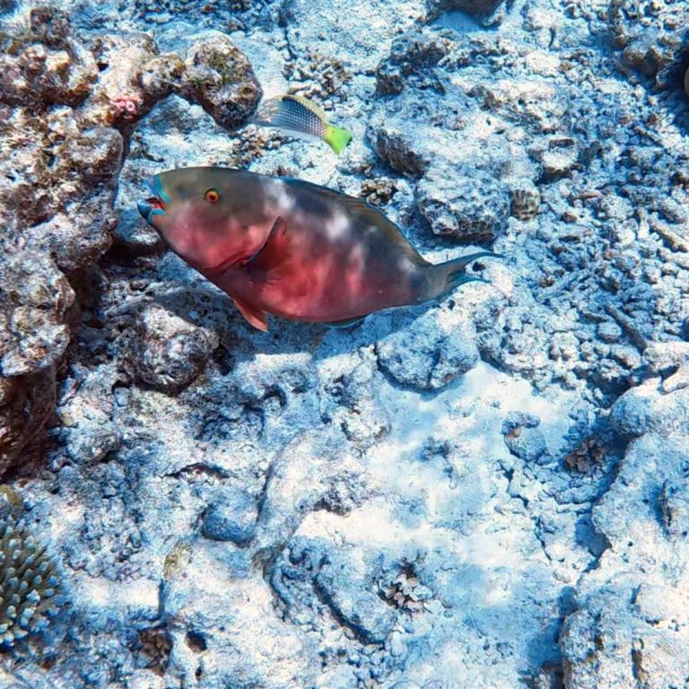 Ein roter Fisch schwimmt über einem farbenprächtigen Korallenriff.