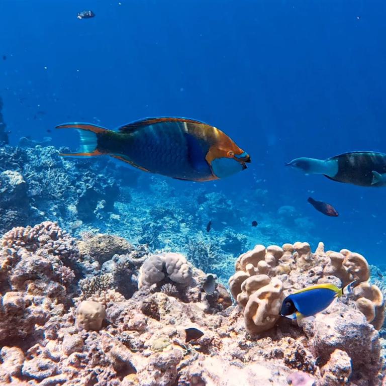 Unterwasseransicht eines belebten Korallenriffs mit tropischen Fischen.