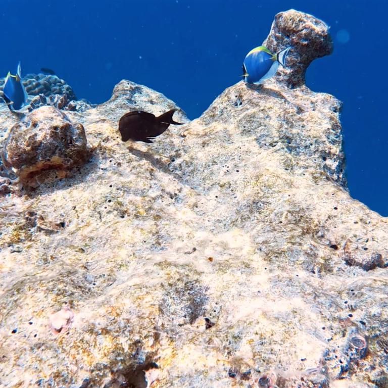 Ein großes, hellbraunes Korallenriff ragt vor einem tiefblauen Meerwasser auf, umgeben von kleinen, bunten Fischen.