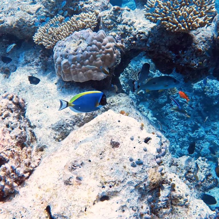Unterwasseraufnahme eines üppigen Korallenriffs mit blauer und gelber Fisch.