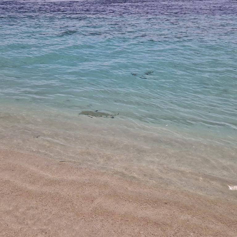 Der Übergang von hellem Sand zu kristallklarem, ruhigem Meerwasser an einem Strand.