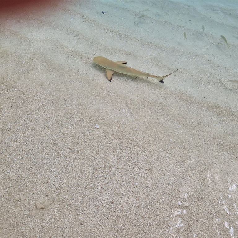 Ein kleiner Fisch schwimmt über den hellen Sandboden eines flachen Meeresufers.