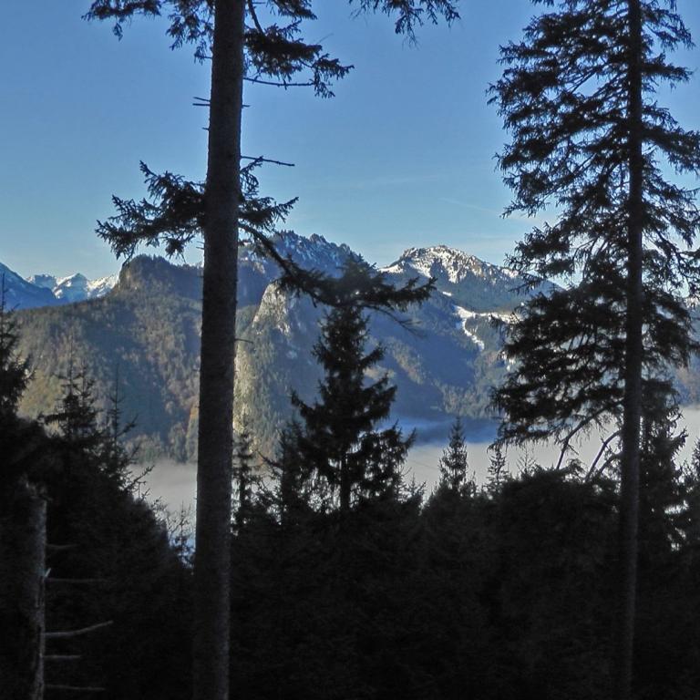 Ein Panoramablick von Tannenwäldern auf eine Bergkette mit tief liegendem Nebel.