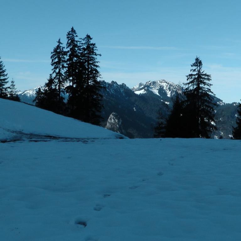 Eine verschneite Berglandschaft mit Nadelbäumen und einem hellblauen Himmel.