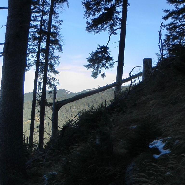 Blick von einem bewaldeten Berghang über ein Tal, das von Nebelschwaden bedeckt ist.